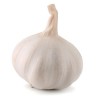 Knoflook