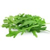 Rucola