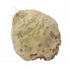 Knol selderij