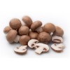 Kastanje champignons